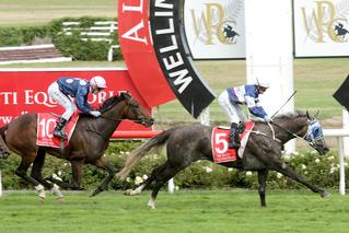 An outstanding performance by Sentimental Miss (NZ) (Reliable Man) to claim the final leg of the NZB Filly of the Year Series, the Group 1 New Zealand Oaks. Photo: Trish Dunell